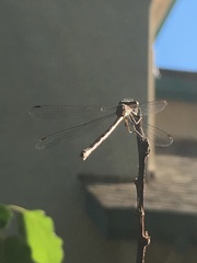 Archilestes