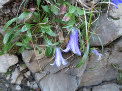 Campanula chamissonis