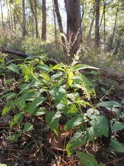 Collinsonia punctata