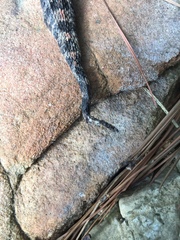 Sistrurus miliarius streckeri