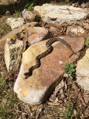 Sistrurus miliarius streckeri