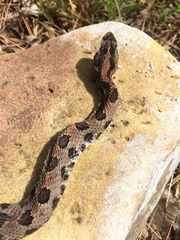 Sistrurus miliarius streckeri