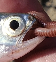Hiodon alosoides