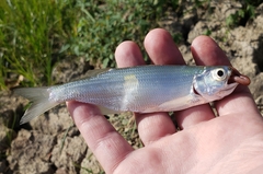 Hiodon alosoides