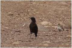 Myrmecocichla aethiops