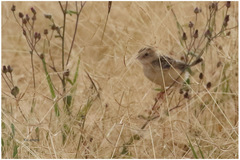 Cisticola brunnescens