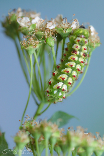 Ahlbergia frivaldszkyi