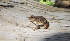 Pleurodema cinereum