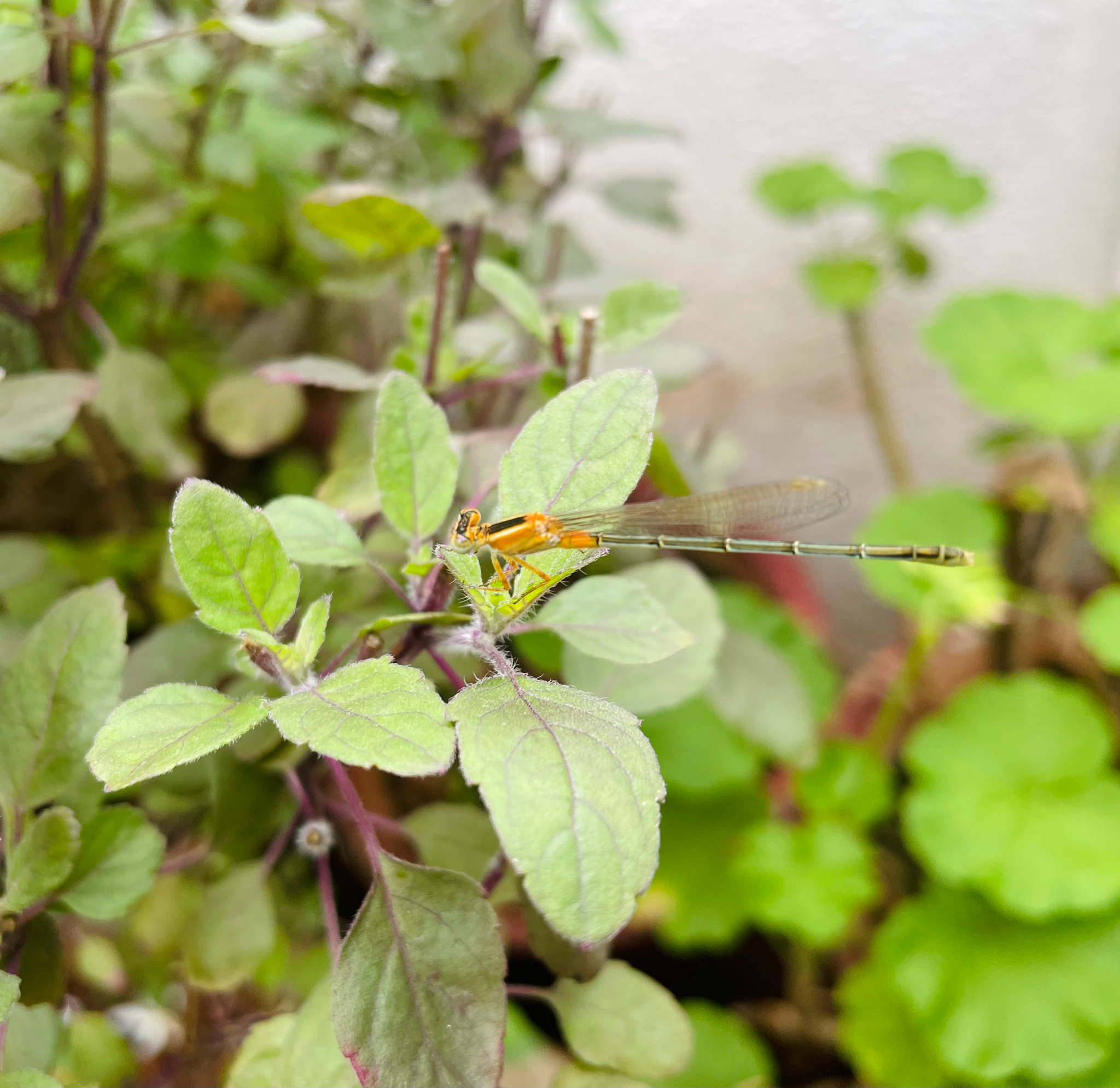 Tropical Bluetail