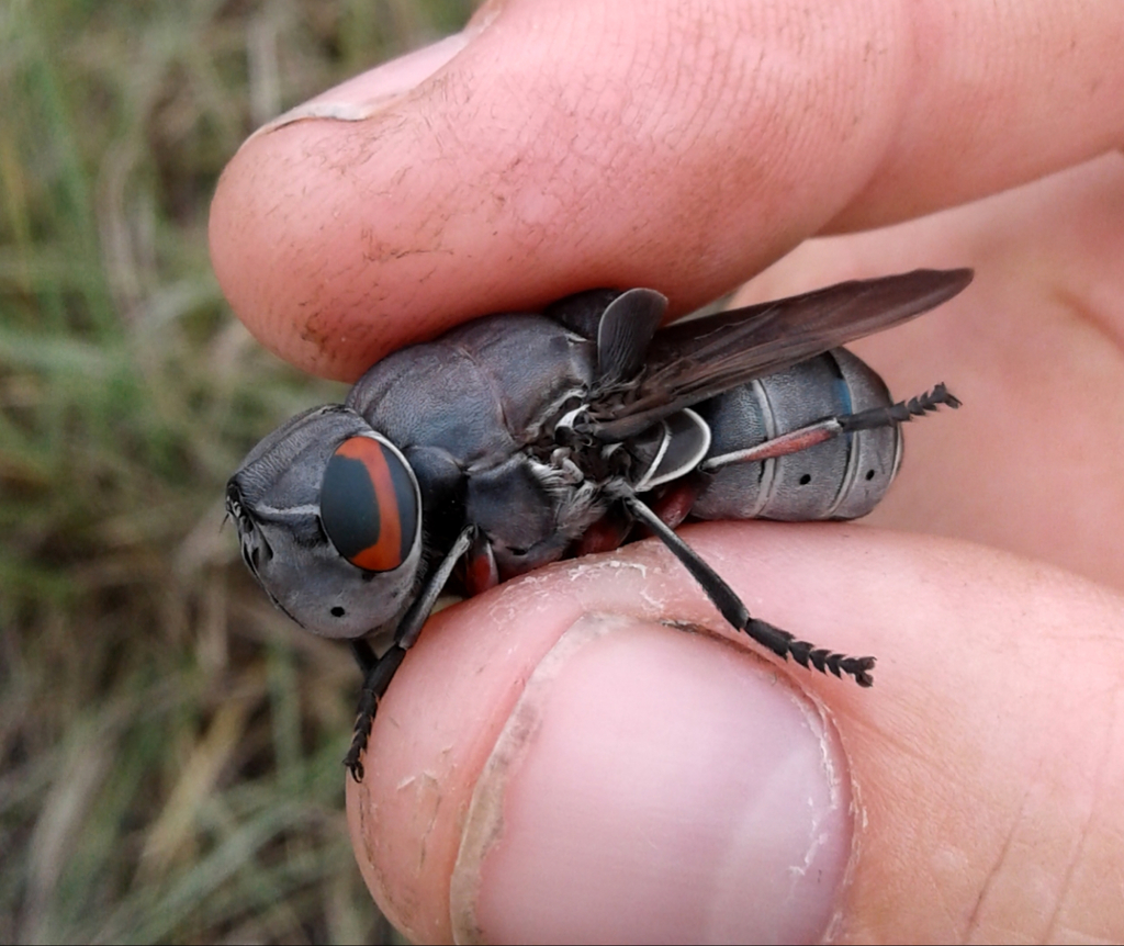 Bot Flies, Blow Flies, and Allies