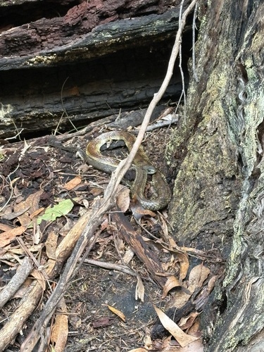 Tiger Snake sighting