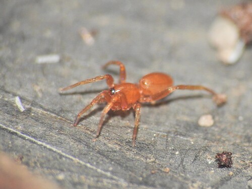 Triaeris stenaspis observed 2025-06-14
