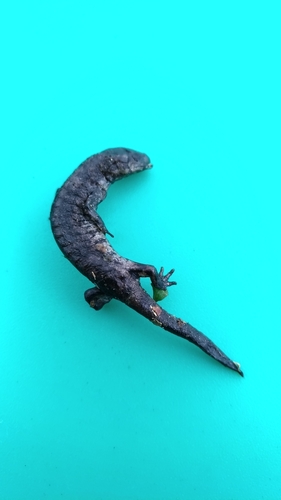 Formosan salamander, Hynobius formosanus