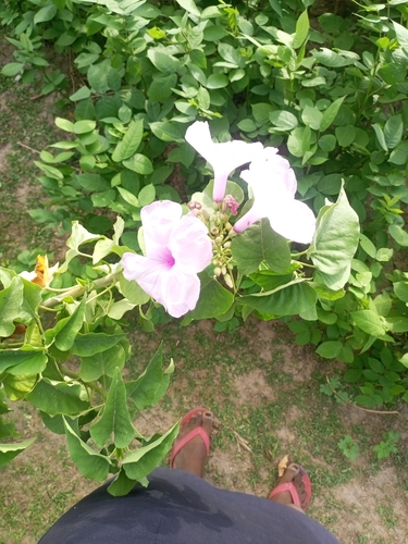 Bush Morning Glory