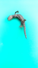 Hynobius sonani