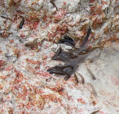 Melanorivulus schuncki