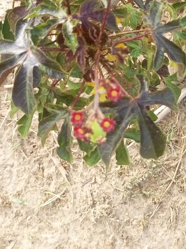 Bellyache Bush