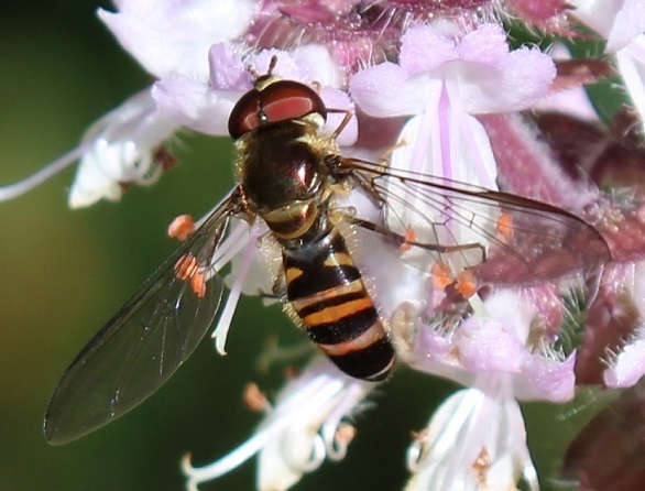 Aphid Hover Flies