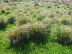 Carex flagellifera