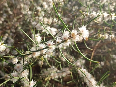 Hypocalymma angustifolium