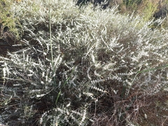 Hypocalymma angustifolium