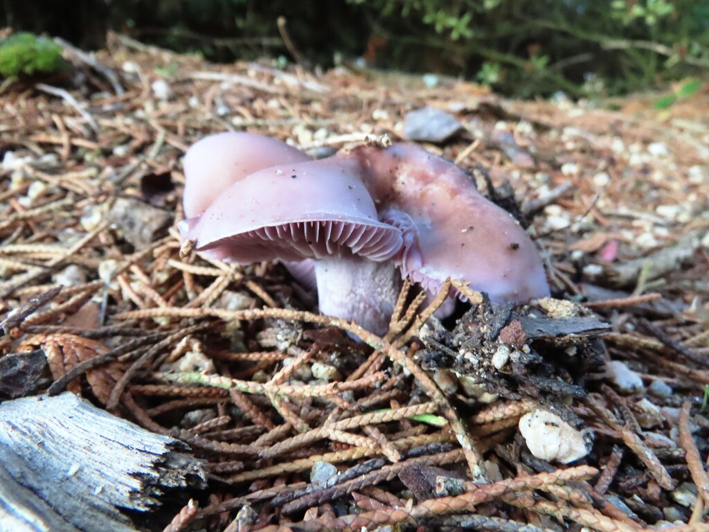 Collybia nuda · June 2025 · photo: © cygnet (iNaturalist, cc-by)