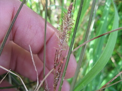 Carex flagellifera