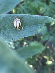 Leptinotarsa defecta