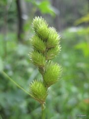 Carex tribuloides