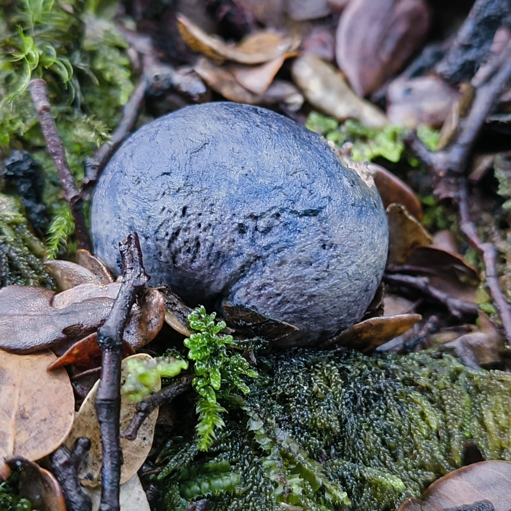 Rossbeevera pachydermis