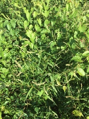 Persicaria hydropiperoides