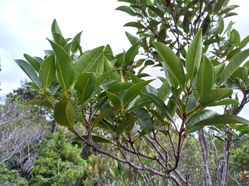 Litsea triflora observed 2025-02-16