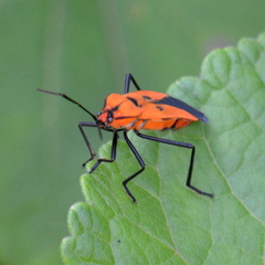 Oncopeltus varicolor