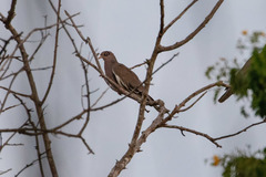 Patagioenas corensis