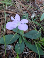 Ruellia ciliosa