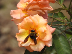 Xylocopa appendiculata circumvolans