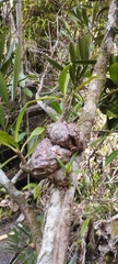 Hydnophytum formicarum
