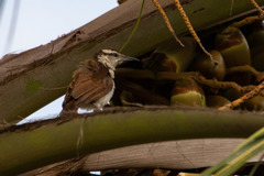 Campylorhynchus griseus