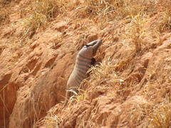 Euphractus sexcinctus