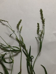 Persicaria hydropiperoides