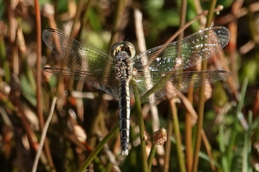 Black Percher