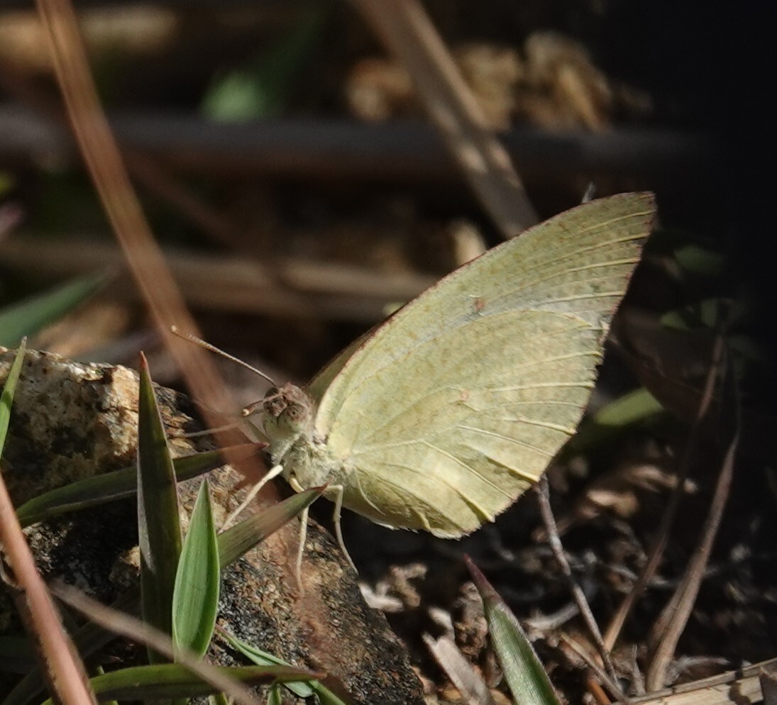 Mottled Emigrant