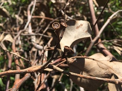 Eucalyptus ovata
