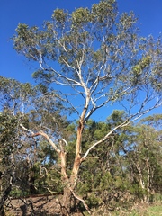 Eucalyptus ovata
