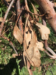 Eucalyptus ovata