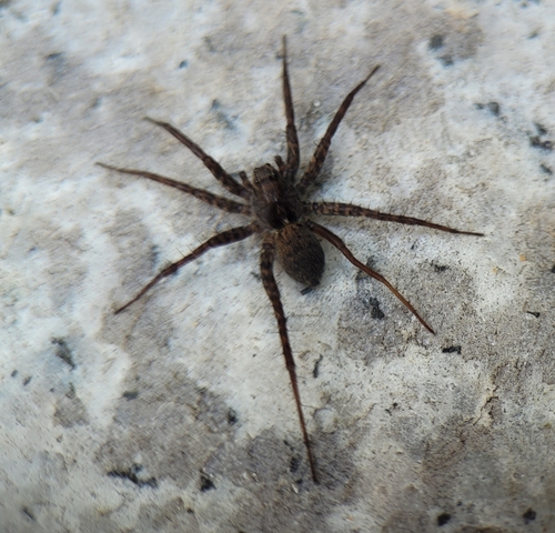 Pardosa brevivulva