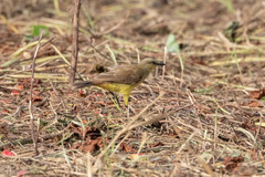 Machetornis rixosa