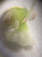 Persicaria hydropiperoides