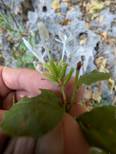 Plumbago zeylanica observed 2025-06-11