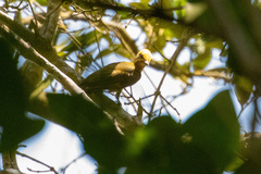 Piculus chrysochloros